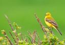 Yellow wagtail on hedge