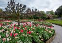 Tulips at Holker Hall