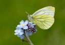 Green-veined White