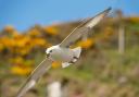 Fulmar in flight