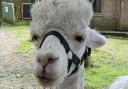 Monty, a fabulous alpaca.