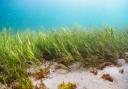 An underwater meadow, seagrass grows in the blue waters off the Devon coast.