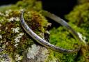 Lichen bangle