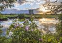 Dog Rose and the setting sun at Threave Castle, River Dee, Castle Douglas