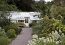 View of the herb garden at Acorn Bank, looking towards the medicinal conservatory past valerian (foreground) angelica (tall) and tree onions