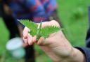 Stinging nettle