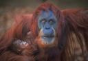 Sumatran orangutan Emma with her baby, born at Chester Zoo