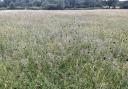 Tufted vetch and great burnet