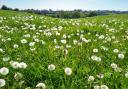 Field of dandelions near Mugginton