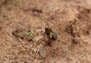 Tawny mining bee.