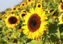 Sunflowers at George and Clemmie's Farm.