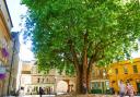 The Abbey Quarter is a hub of music and activity as well as being home to this 100 year old London plane tree.