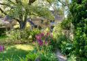 Meander down the blue lias stone path towards the garden door of East Lambrook Manor with deep magenta Gladiolus byzantinus lining the path, a signature plant in the garden in early summer.