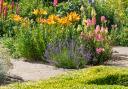 Lavenders are easy to grow in your garden.