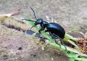 The rare black oil beetle is found on our Mendip Hills.