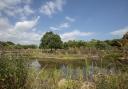 What lies beneath...the wildlife pond at RSPB Pagham Harbour Nature Reserve