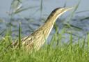 Bitterns were perilously close to extinction in the UK in 1995, one of the reasons the RSPB originally wanted to create a habitat at Lakenheath Fen.