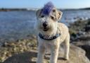 The rescue dog's blue mohawk is p-awsome!