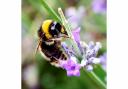 Sussex is home to 230 specieis of bees - these are in Preston Park, Brighton. Getty