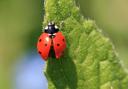 Seven Spot Ladybird