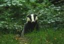 Badgers are lured out of their setts with peanuts.