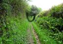 A lovely sunken path leading to Yarde Farm. Photo: Simone Stanbrook-Byrne