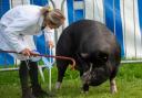 Westmorland Show is full of events