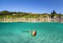 A compass jellyfish in Talland Bay, Looe.