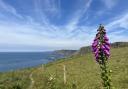 Enjoy stunning views from the South West Coast Path