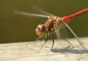 Common Darter