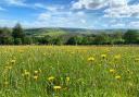 A summer meadow