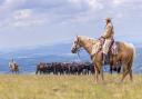 Dartmoor cattle drive.