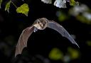 The greater horseshoe bat's call, when heard on a bat detector, sounds like birdsong.