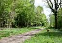 Pound Wood nature reserve