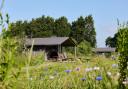 Enjoy wildflowers and peaceful relaxtion under canvas at Manor Farm