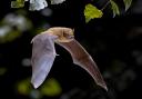 Pipistrelle bat.