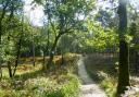 Walk the bridleway through Roydon Woods Nature Reserve between Brockenhurst