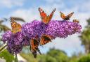 Buddleia attract butterflies to a garden.