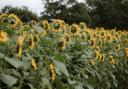 Sunflower picking time at Ha Ha Farm. Photo: Amylia Eleanor Photography