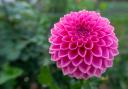 Dahlia flower