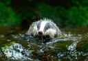 Badgers enjoy a refreshing dip in the summer heat too.