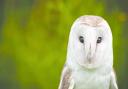 Yorkshire is home to 16 per cent of the British breeding barnowl population