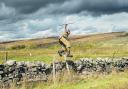 Taken from the book, Annie's image of Under Keeper Thomas Wilkinson at Scargill showing his athleticism in vaulting the boundary wall!