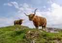 Kitchen Coos & Ewes