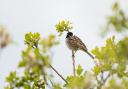 Male Reed Bunting