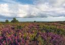 Upton Heath Nature Reserve.