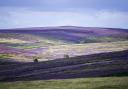 The North York Moors partially covered with purple heather