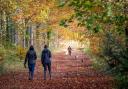 Walking in Friston Forest.