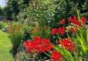 Fill your border with late summer flowers