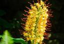 Hedychium gardnerianum